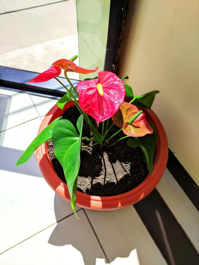 Hotel Tambopata Inn Puerto Maldonado Luaran gambar